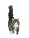 Norwegian Forest cat Royalty Free Stock Photo