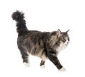 Norwegian Forest cat Royalty Free Stock Photo