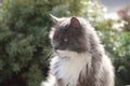 Norwegian Forest Cat Royalty Free Stock Photo