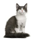 Norwegian Forest Cat kitten (4 months old) Royalty Free Stock Photo