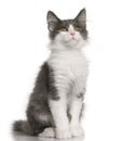 Norwegian Forest Cat kitten (4 months old) Royalty Free Stock Photo