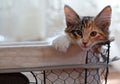 A norwegian forest cat kitten in a basket Royalty Free Stock Photo