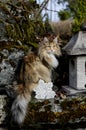 Norwegian forest cat kitten in garden Royalty Free Stock Photo