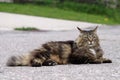 A Norwegian Forest Cat lies on a road Royalty Free Stock Photo