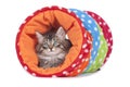 Norwegian forest cat lying in a toy tunnel Royalty Free Stock Photo