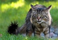 Norwegian forest cat male with flehmen response Royalty Free Stock Photo