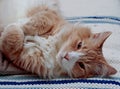 A norwegian forest cat male resting on floor Royalty Free Stock Photo