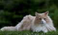 Norwegian forest cat male resting in shadows