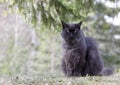 Norwegian forest cat male sitting in shadow on a warm day Royalty Free Stock Photo
