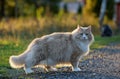 A norwegian forest cat male standing on a country road