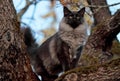 Norwegian forest cat male stands high on tree Royalty Free Stock Photo