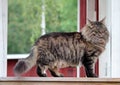 A norwegian forest cat male standing on a step