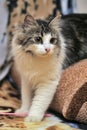 Norwegian Forest Cat Royalty Free Stock Photo