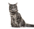 Norwegian Forest Cat, 9 months old Royalty Free Stock Photo