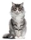 Norwegian Forest Cat, 5 months old Royalty Free Stock Photo