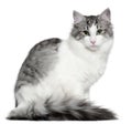 Norwegian Forest Cat, 5 months old Royalty Free Stock Photo