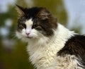 Norwegian forest cat Royalty Free Stock Photo