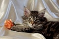 Norwegian forest cat with an orange paper rose on sateen cloth