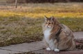 A norwegian forest cat outdoors on a very windy day Royalty Free Stock Photo