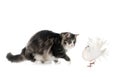 Norwegian Forest cat and pigeon Royalty Free Stock Photo