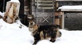 A Norwegian Forest Cat playing with another cat in the snow in front of a wooden house