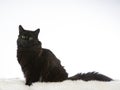 Norwegian forest cat potrait in a studio. Royalty Free Stock Photo