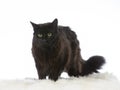 Norwegian forest cat potrait in a studio. Royalty Free Stock Photo