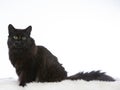 Norwegian forest cat potrait in a studio. Royalty Free Stock Photo