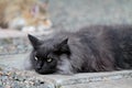 Norwegian forest cat resting outdoors on pavement