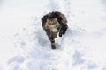 Norwegian forest cat