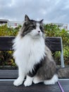 Norwegian forest cat sitting on a bench during a cloudly day Royalty Free Stock Photo