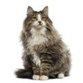 Norwegian Forest cat sitting, looking up, isolated