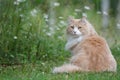 Norwegian forest cat sitting outdoors in meadow Royalty Free Stock Photo