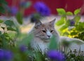 Norwegian forest cat on a sunny day Royalty Free Stock Photo