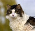 Norwegian forest cat on Royalty Free Stock Photo