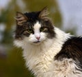 Norwegian forest cat Royalty Free Stock Photo