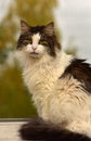 Norwegian forest cat Royalty Free Stock Photo