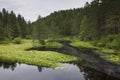 Norwegian forest clearing with still water Flatelandsfjorden