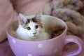 Norwegian forest kitten in a tea cup Royalty Free Stock Photo