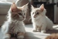 Norwegian Forest Kittens Playing In Room Royalty Free Stock Photo