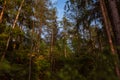 Norwegian forest with pine trees