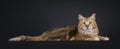 Norwegian Forestcat on black background