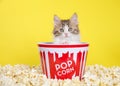 Kitten popping out of a popcorn bucket surrounded by spilled popcorn Royalty Free Stock Photo