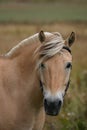 Norwegian horse Royalty Free Stock Photo
