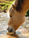 Norwegian horse drinks water from a stream