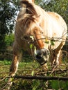 Norwegian horse mare Royalty Free Stock Photo