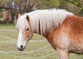 Norwegian horse in the pasture! Royalty Free Stock Photo
