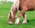 Norwegian horse in the pasture Royalty Free Stock Photo