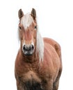Norwegian horse on white background Royalty Free Stock Photo