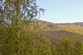 Norwegian landscape with trees firs mountains and rocks. Norway Nature Royalty Free Stock Photo